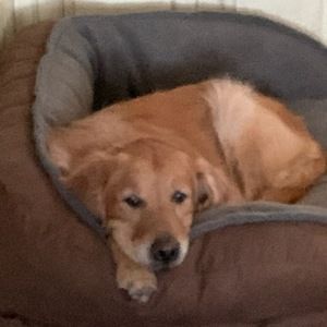 Meet your Posher, Audrey